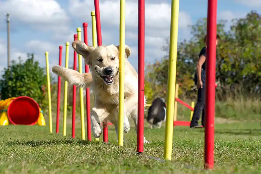 Napeto Dog Agility