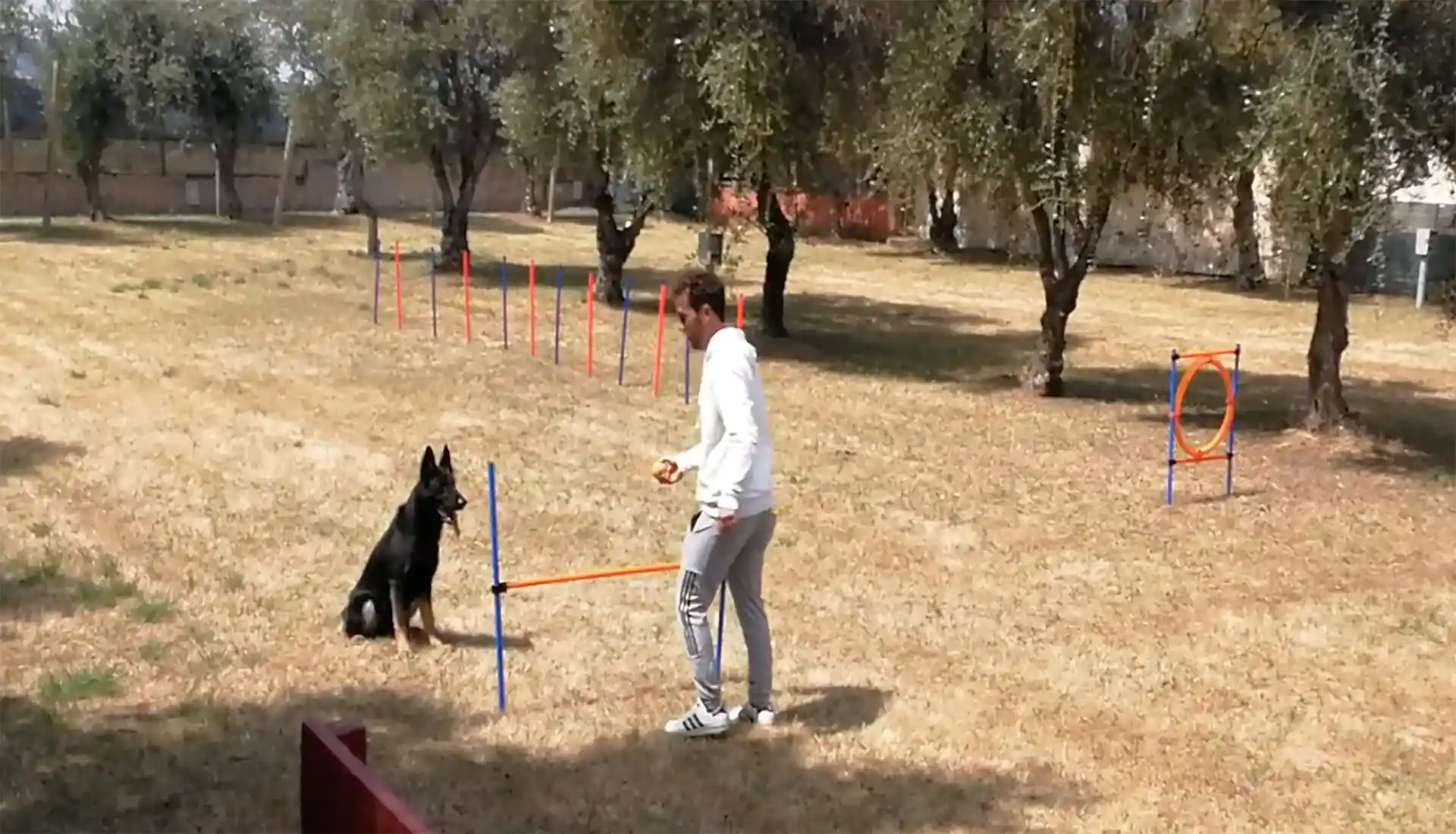 Funny Village Agility Dog