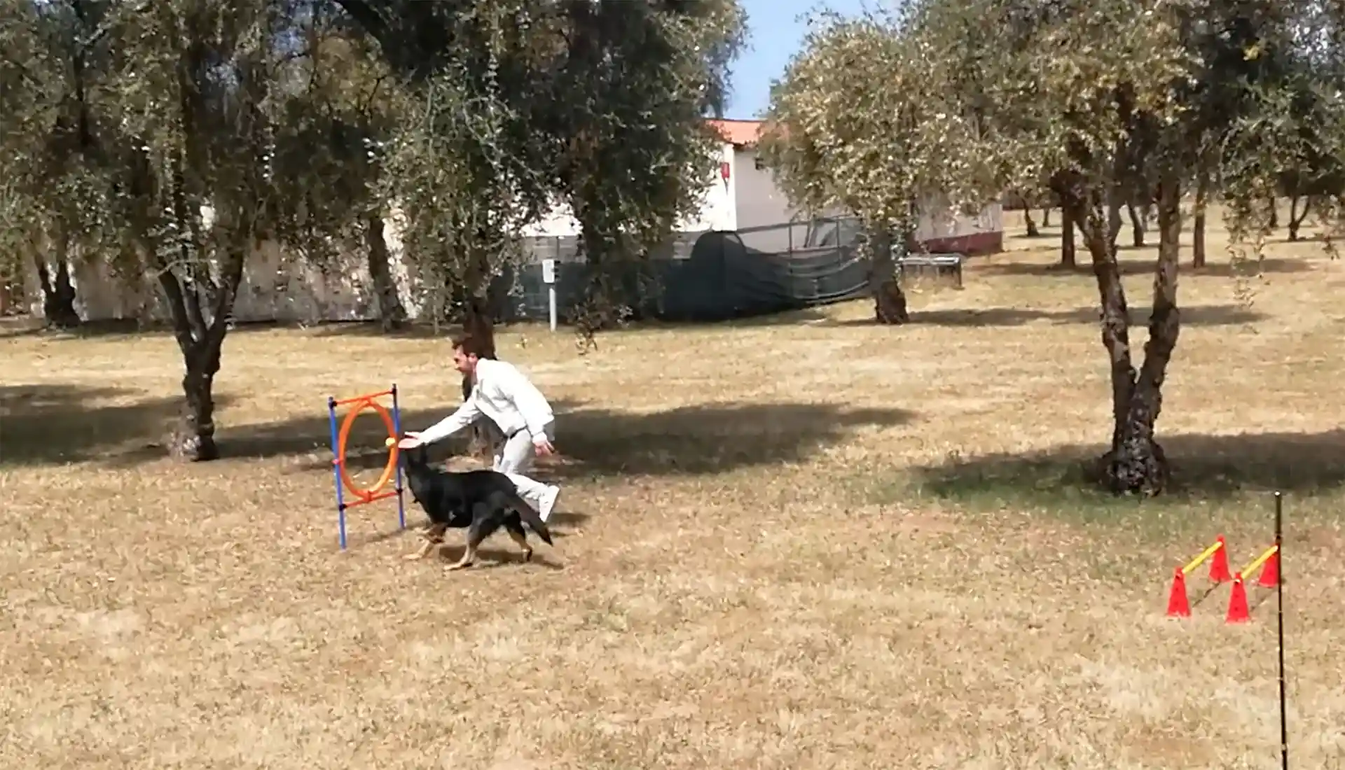 Funny Village Agility Dog